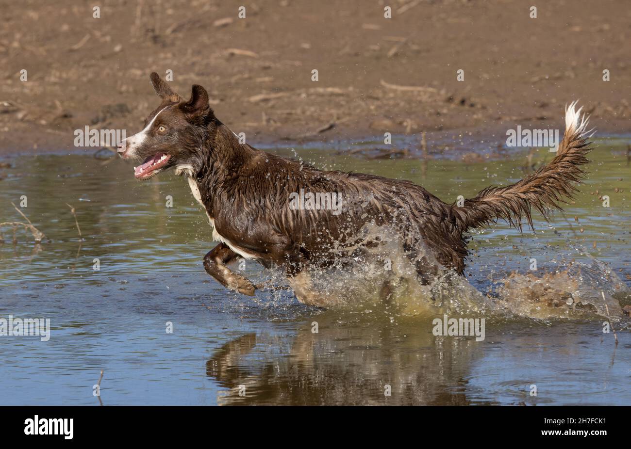 Cioccolato bordo collie, cane domestico, Canis familiaris, giocando in acqua Foto Stock