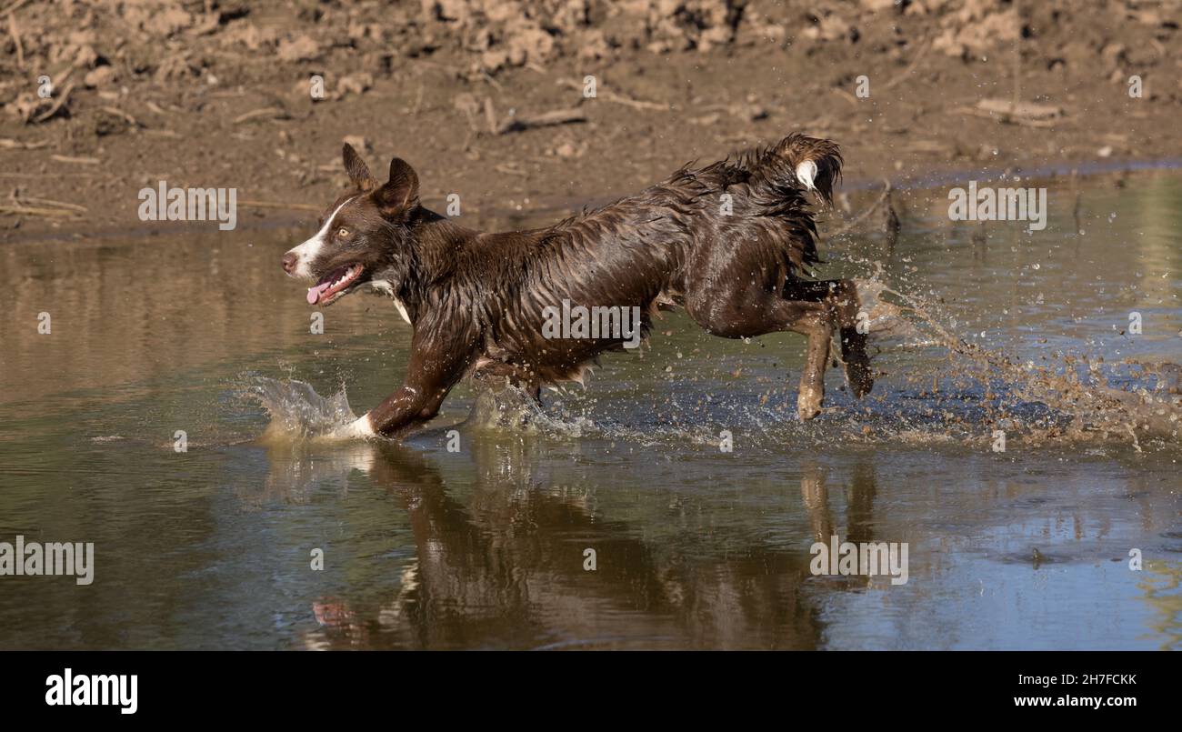 Cioccolato bordo collie, cane domestico, Canis familiaris, giocando in acqua Foto Stock