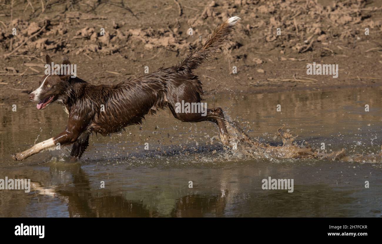 Cioccolato bordo collie, cane domestico, Canis familiaris, giocando in acqua Foto Stock