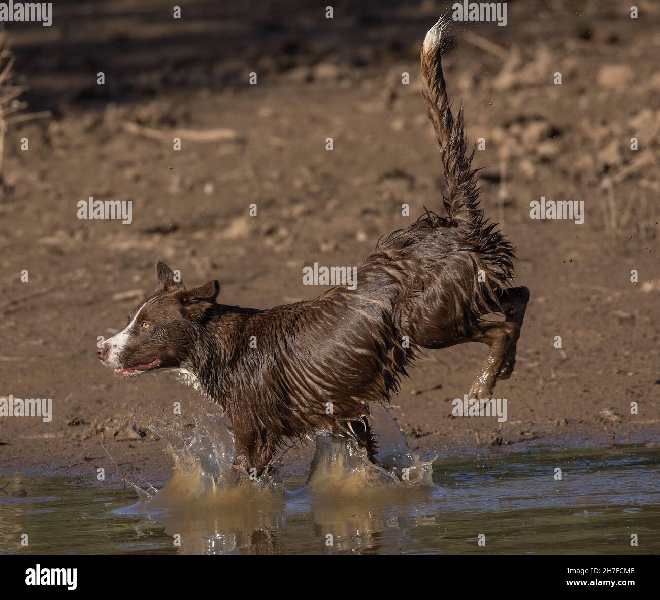 Cioccolato bordo collie, cane domestico, Canis familiaris, giocando in acqua Foto Stock