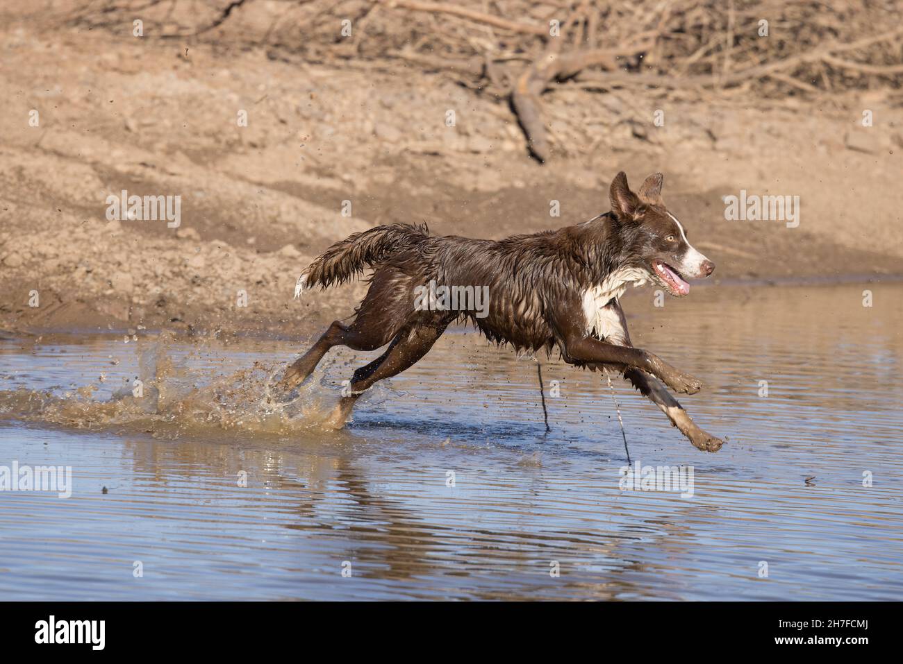 Cioccolato bordo collie, cane domestico, Canis familiaris, giocando in acqua Foto Stock