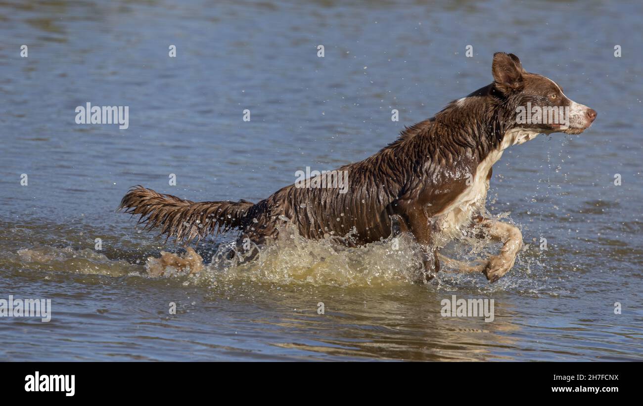 Cioccolato bordo collie, cane domestico, Canis familiaris, giocando in acqua Foto Stock