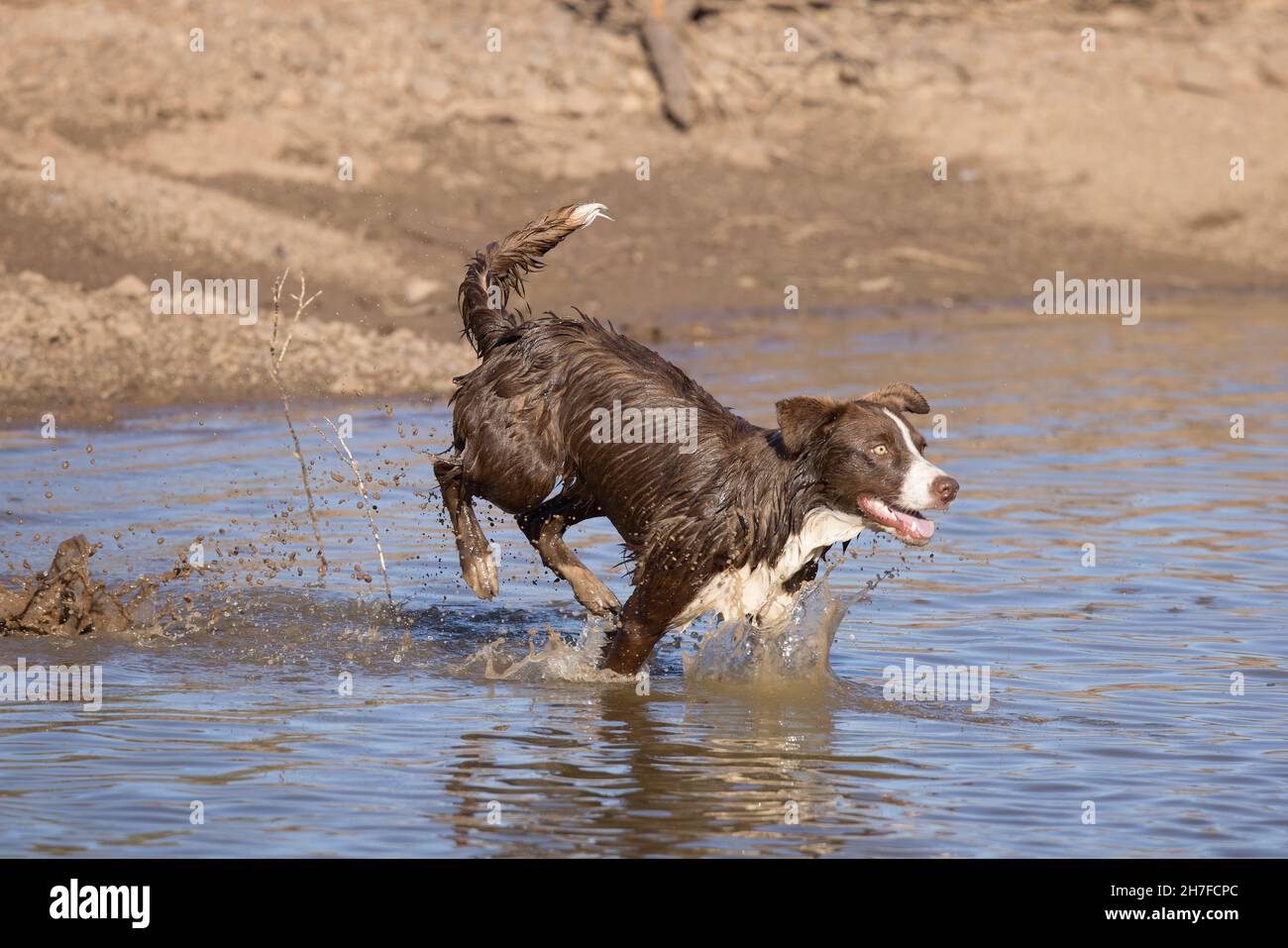Cioccolato bordo collie, cane domestico, Canis familiaris, giocando in acqua Foto Stock