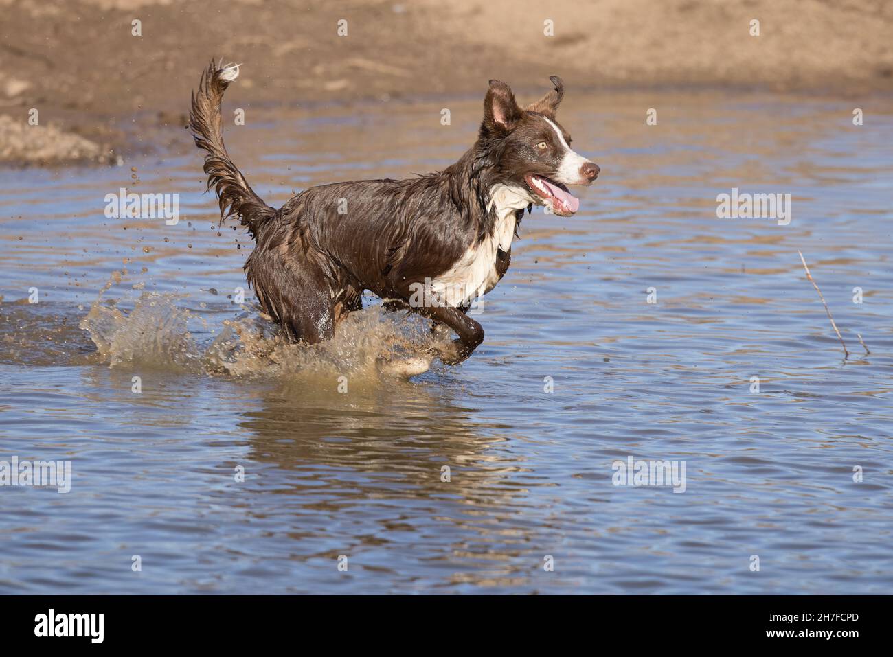 Cioccolato bordo collie, cane domestico, Canis familiaris, giocando in acqua Foto Stock