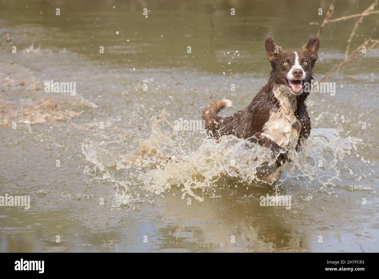 Cioccolato bordo collie, cane domestico, Canis familiaris, giocando in acqua Foto Stock