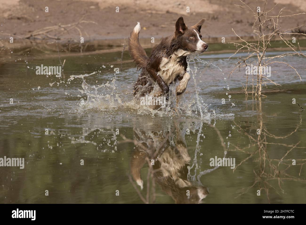 Cioccolato bordo collie, cane domestico, Canis familiaris, giocando in acqua Foto Stock