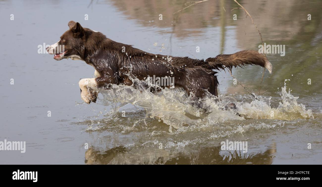 Cioccolato bordo collie, cane domestico, Canis familiaris, giocando in acqua Foto Stock