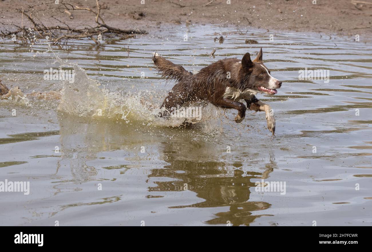 Cioccolato bordo collie, cane domestico, Canis familiaris, giocando in acqua Foto Stock