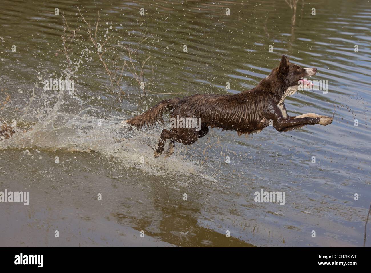 Cioccolato bordo collie, cane domestico, Canis familiaris, giocando in acqua Foto Stock