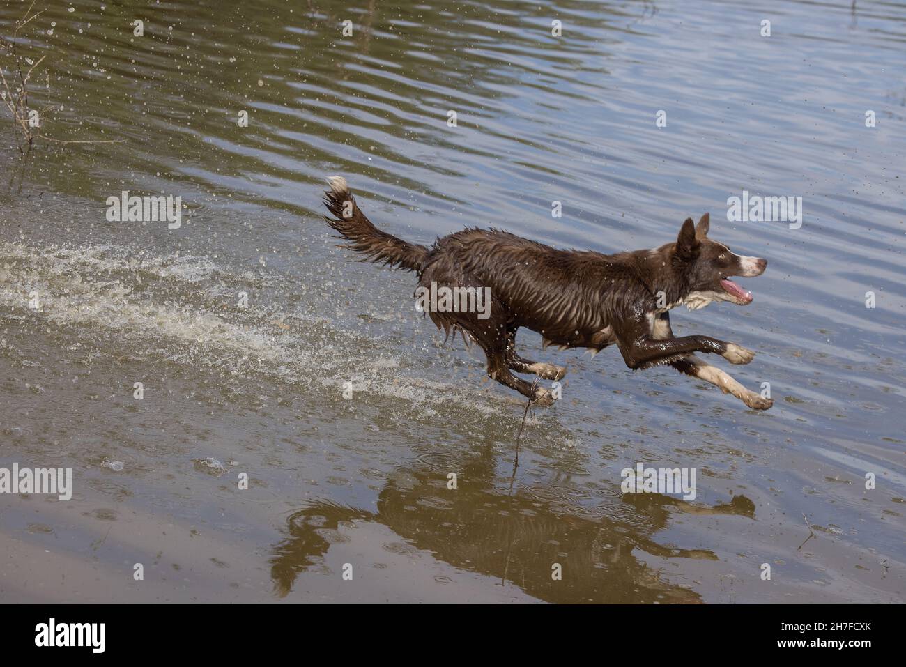 Cioccolato bordo collie, cane domestico, Canis familiaris, giocando in acqua Foto Stock