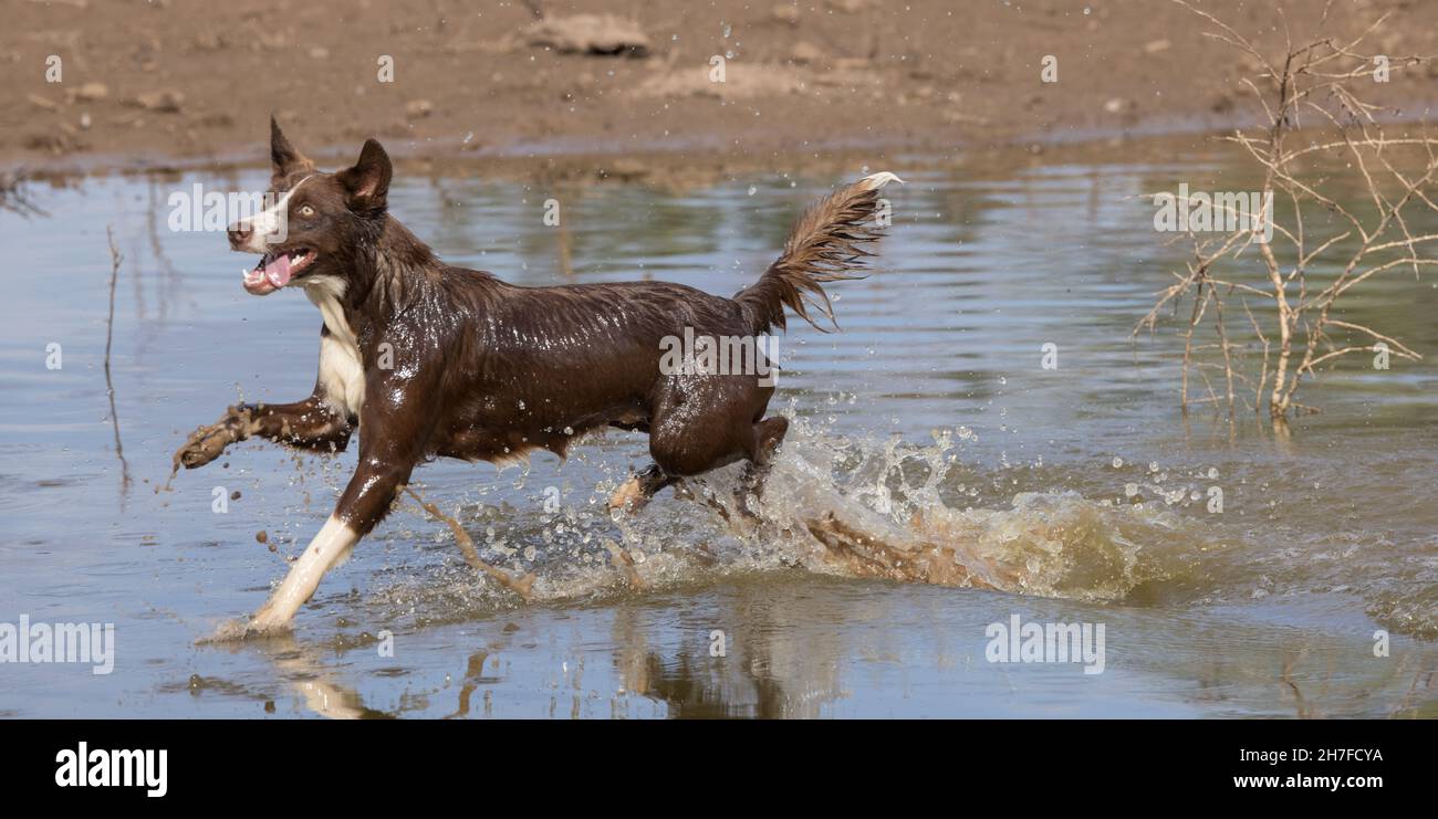 Cioccolato bordo collie, cane domestico, Canis familiaris, giocando in acqua Foto Stock