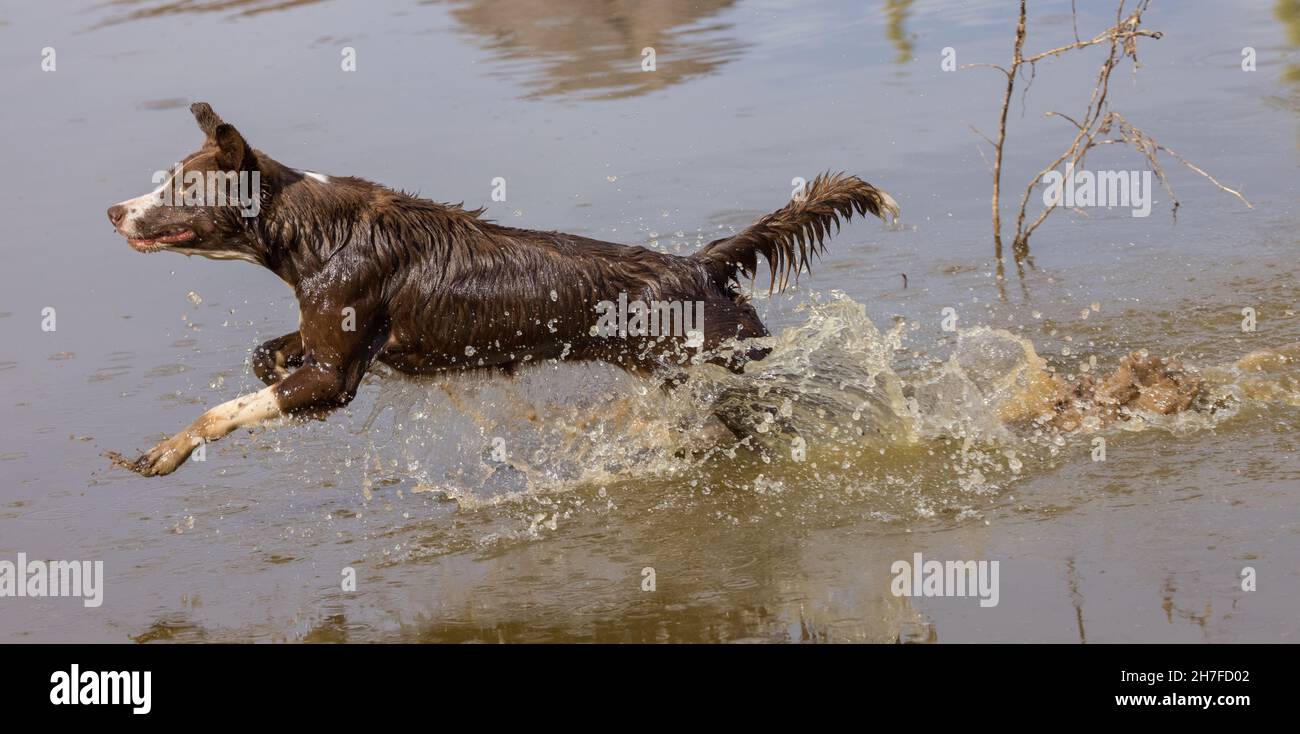 Cioccolato bordo collie, cane domestico, Canis familiaris, giocando in acqua Foto Stock