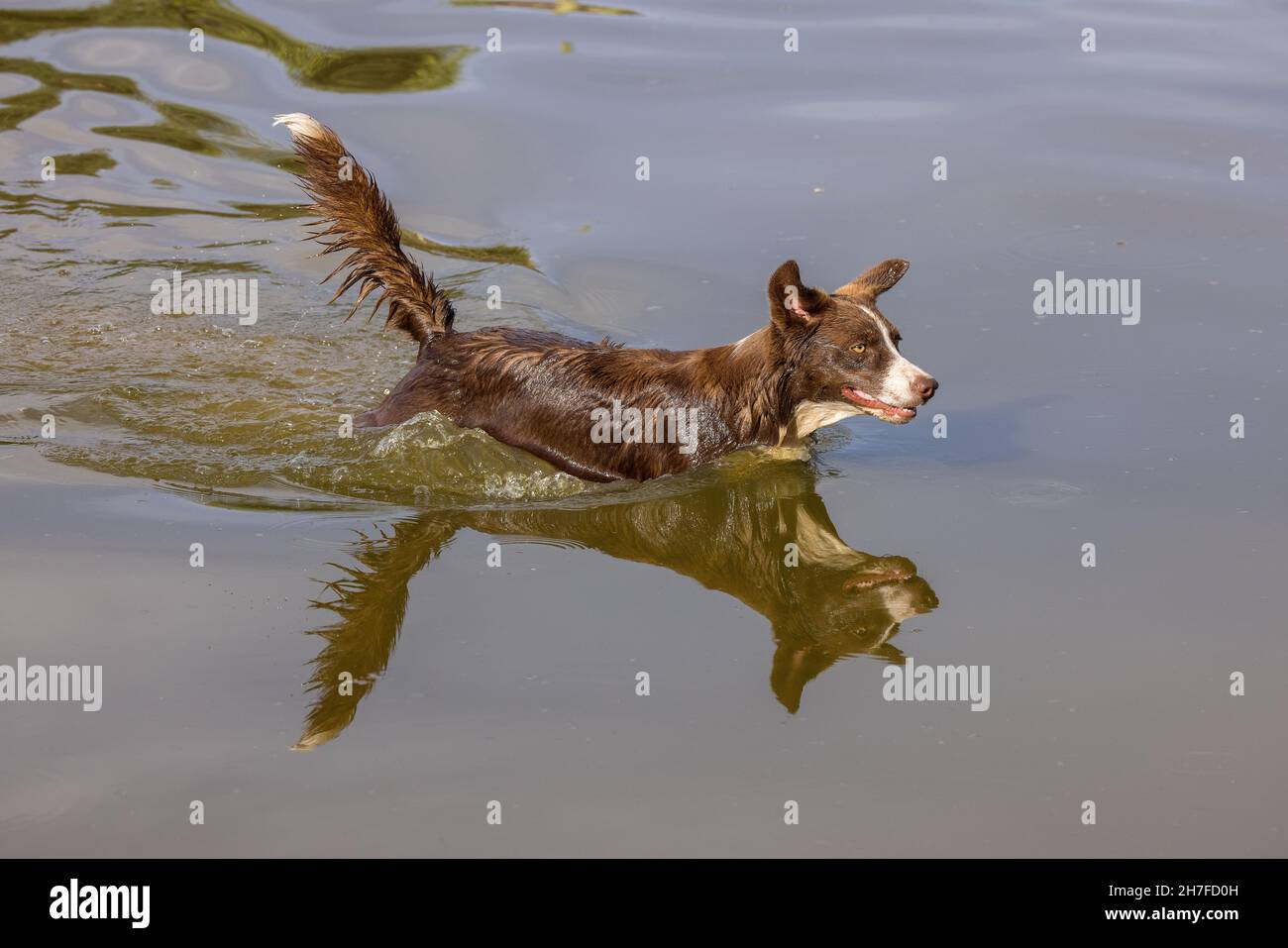 Cioccolato bordo collie, cane domestico, Canis familiaris, giocando in acqua Foto Stock