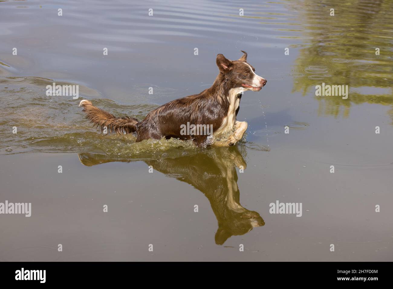 Cioccolato bordo collie, cane domestico, Canis familiaris, giocando in acqua Foto Stock