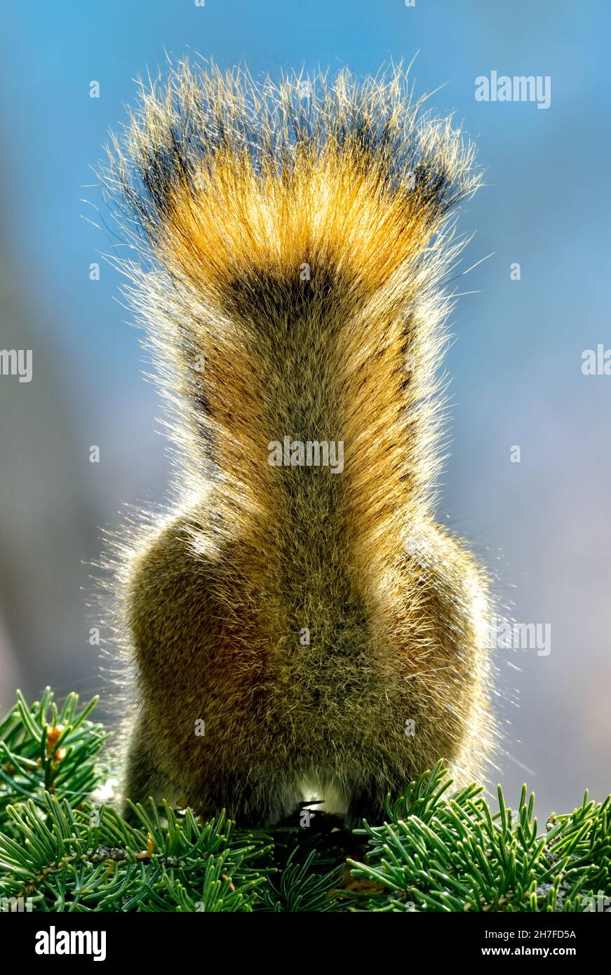 L'estremità posteriore di uno scoiattolo rosso 'Tamiasciurus hudsonicus'; come lui caccia attraverso i rami di abete rosso che tiene la sua coda in posizione verticale Foto Stock