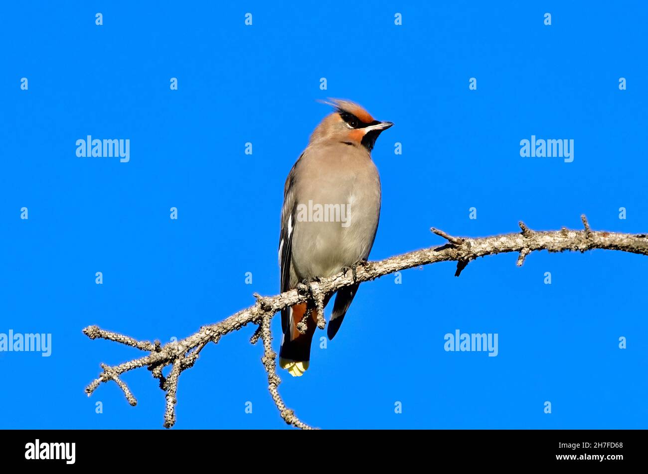 Un uccello bohémien Waxwing 'Bombycilla garrulus', arroccato sulla cima di un ramo morto che guarda gli insetti volanti in una zona paludosa vicino Hinton Alberta Foto Stock