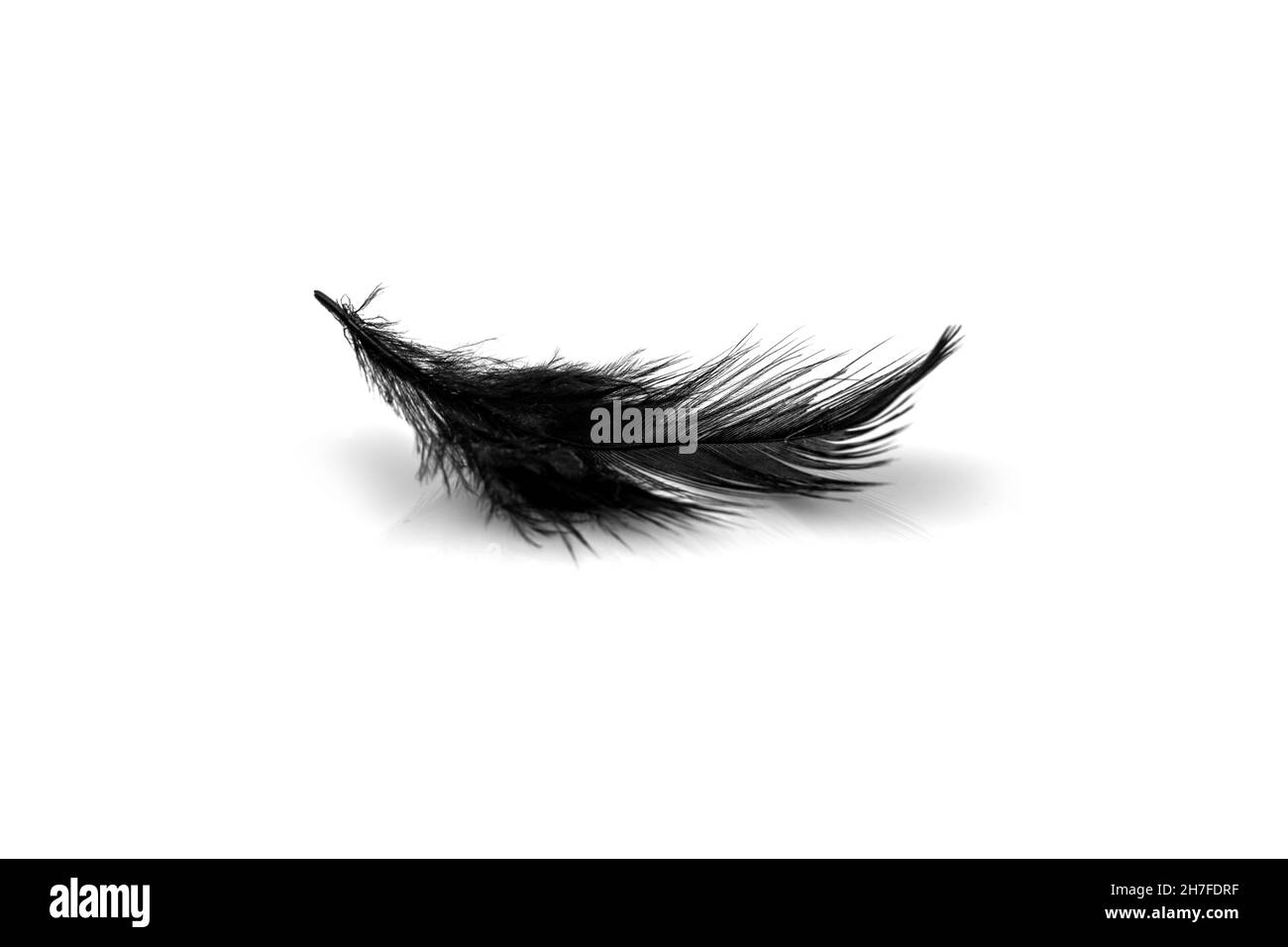 Primo piano di piccola piuma nera isolata su sfondo bianco Foto Stock