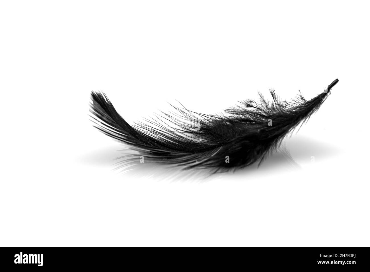 Primo piano di piccola piuma nera isolata su sfondo bianco Foto Stock