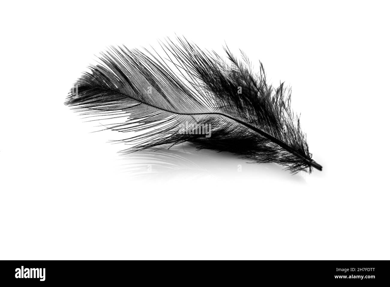 Primo piano di piccola piuma nera isolata su sfondo bianco Foto Stock