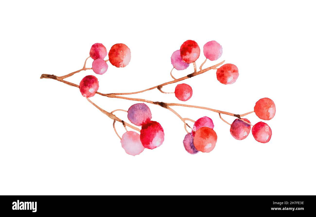 Acquerello di branco di fragole di Holly isolato su sfondo bianco Foto Stock