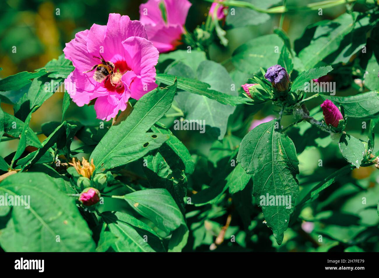 wasp e ape enorme che prende polline di fiore viola per miele Foto Stock