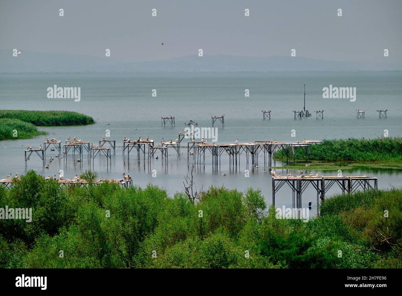 Bandirma uccello cielo (kus ceneti) e molti pellicani e tipo di uccelli sulla loro fauna sul lago e laghetto con piccolo porto per lo sbarco di uccelli. Foto Stock