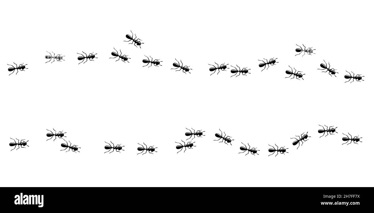 Formiche marching in sentiero nella casa. Formica modo isolato su sfondo bianco. Illustrazione vettoriale Illustrazione Vettoriale