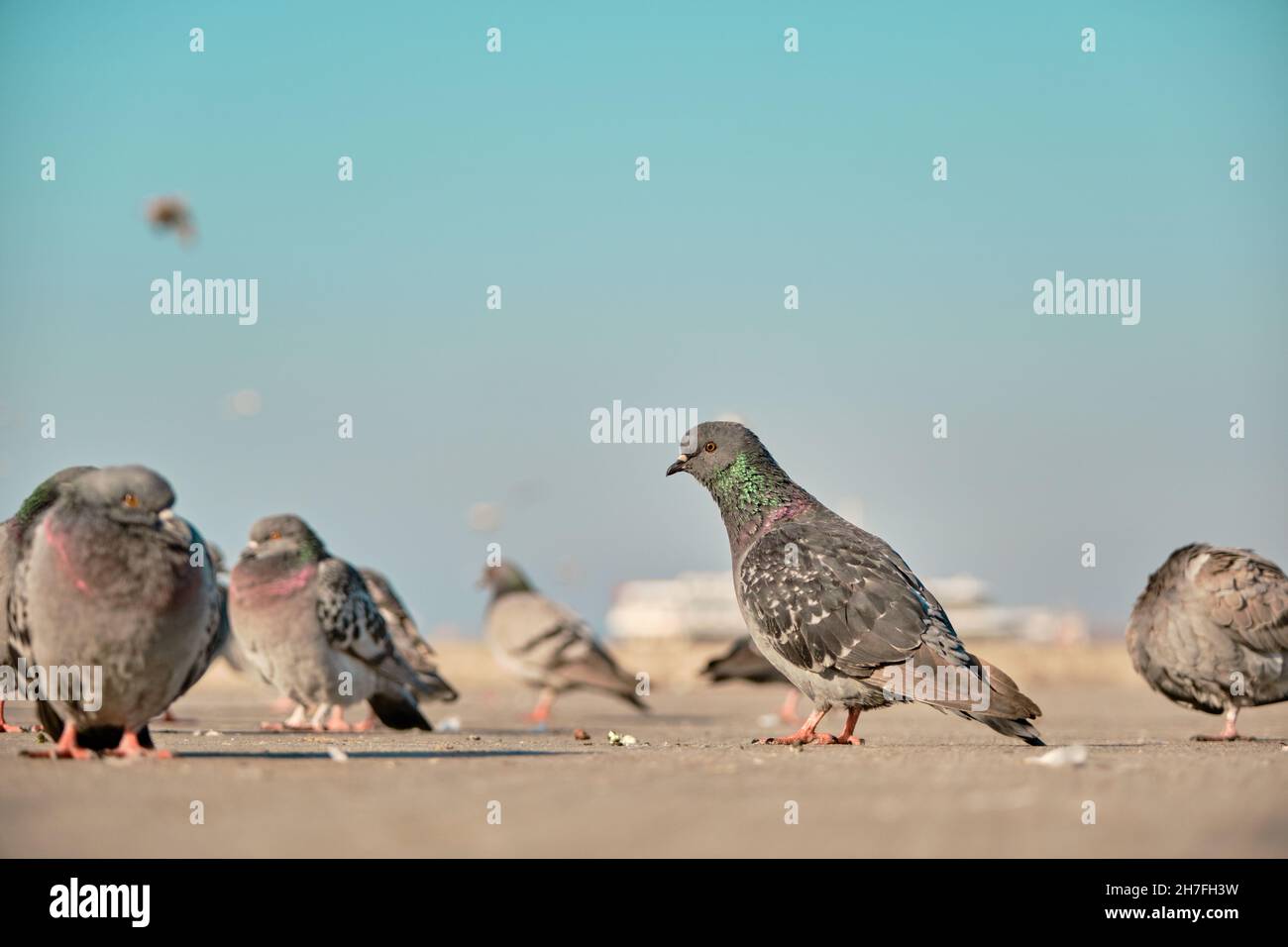 Molti uccelli, piccione e colombe con colorate piume verdi e porpora nel loro collo Foto Stock