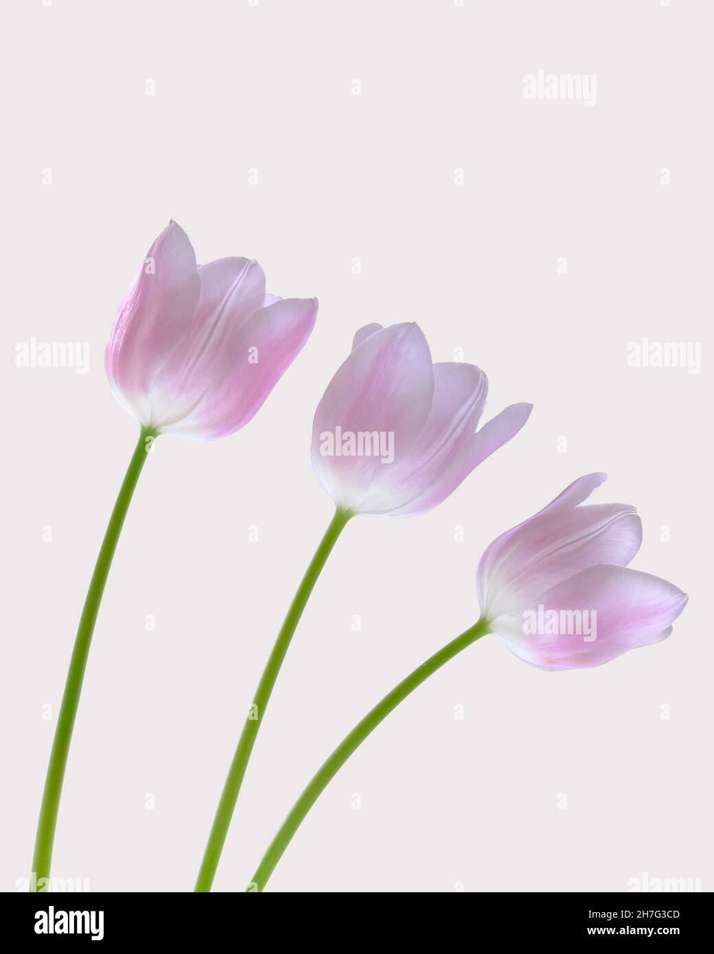 Tulipani rosa; tre sorelle. Foto Stock