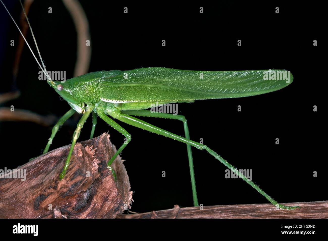 Insetto di Katydid, Thailandia Sylvan Katydid, Tettigoniidae Foto Stock
