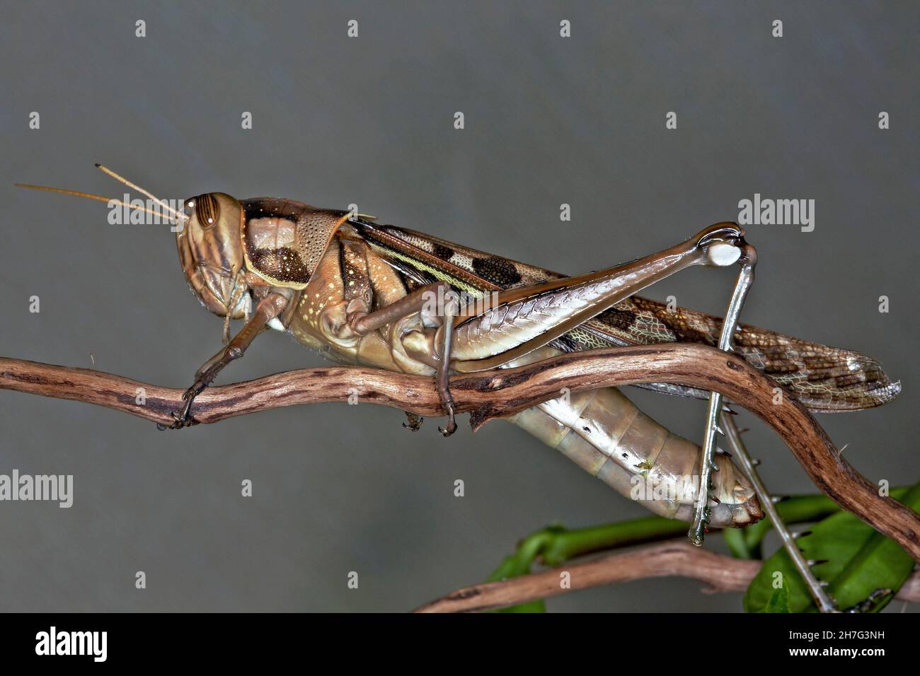 Locusto, Acrididae primo piano Foto Stock