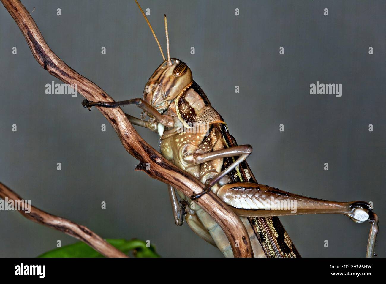 Locusto, Acrididae primo piano Foto Stock