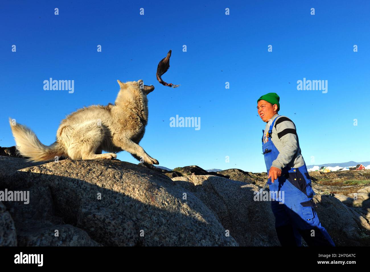 DANIMARCA. GROENLANDIA. COSTA OCCIDENTALE. L'UOMO DELLA GROENLANDIA CHE ALIMENTA I SUOI CANI CON IL PESCE. Foto Stock
