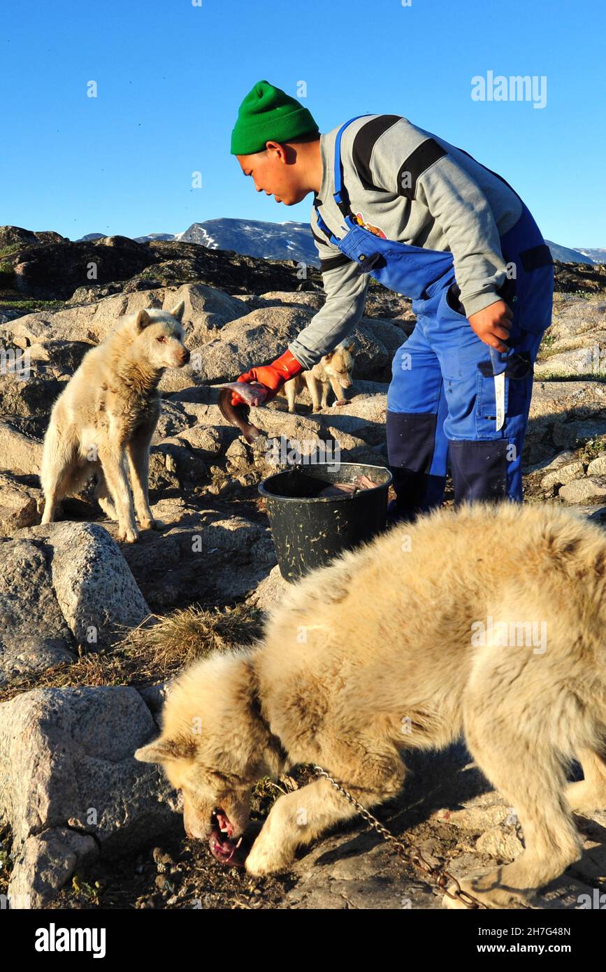 DANIMARCA. GROENLANDIA. COSTA OCCIDENTALE. L'UOMO DELLA GROENLANDIA CHE ALIMENTA I SUOI CANI CON IL PESCE. Foto Stock