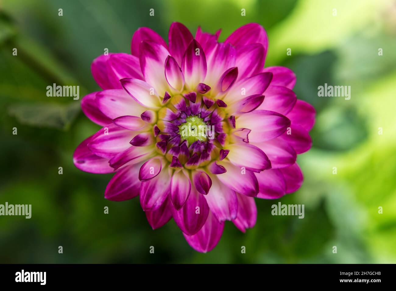 Macro di un fiore di dahlia, Noerdlingen, Baviera, Germania Foto Stock