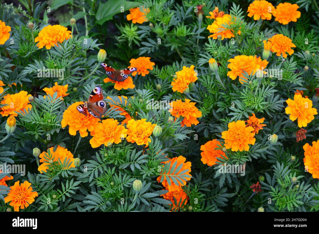 Un primo piano di tageti arancioni patula fiori, marigolds, fioritura sul flowerbed con farfalle sui fiori. Tagete, sfondo marigold. Foto Stock