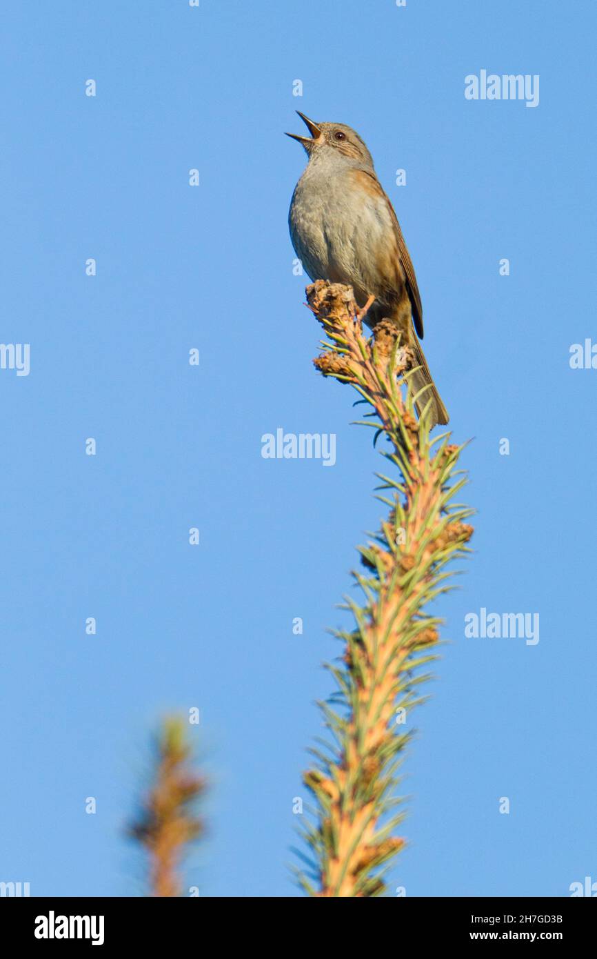 Siepe passero, cantando da cima di abete, in giardino, bassa Sassonia, Germania Foto Stock