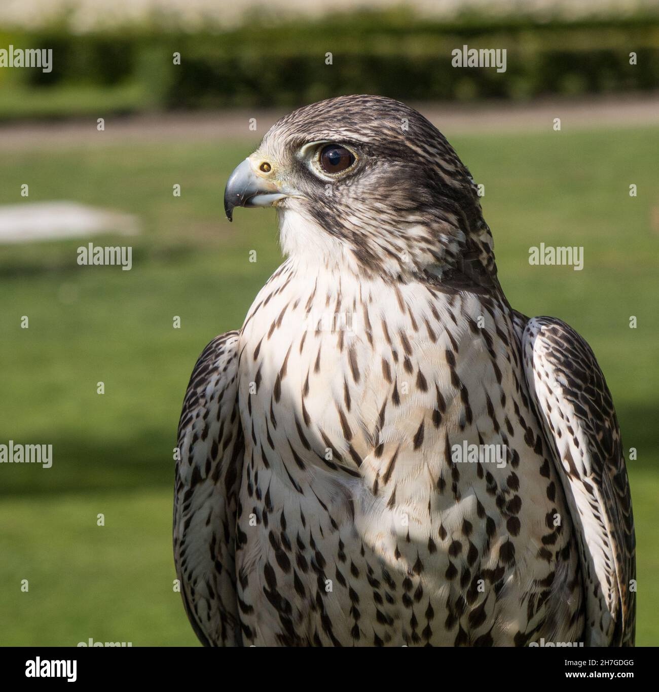 Regno Unito, Scozia, Sutherland, Golspie. Dunrobin Castello e giardino, casa signorile del Conte di Sutherland e Clan Sutherland. I falconieri peregrine falco. Foto Stock