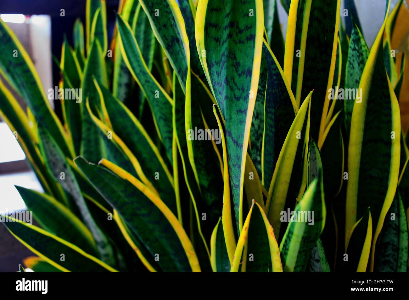 Foglie verdi di Sansevieria trifasciata o pianta di serpente Foto Stock