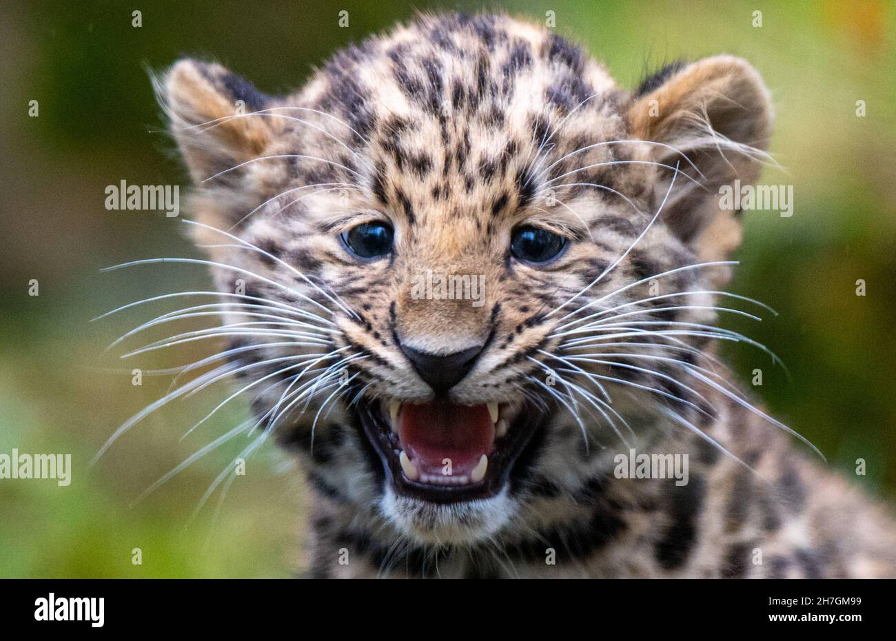 Lipsia, Germania. 23 novembre 2021. Il cub leopardo di Amur Manju esplora il recinto all'aperto dello Zoo di Lipsia. Il piccolo grande gatto è nato nel mese di settembre ed è stato aperto ai visitatori per la prima volta da lunedì (22.11.2021). Manju è ancora succhiato dalla madre, ma sta già mangiando carne e ora pesa circa 4.5 chilogrammi. In tutta Europa, il giovane animale è la prima prole delle rare specie di grandi gatti, minacciate di estinzione. Credit: Hendrik Schmidt/dpa-Zentralbild/dpa/Alamy Live News Foto Stock