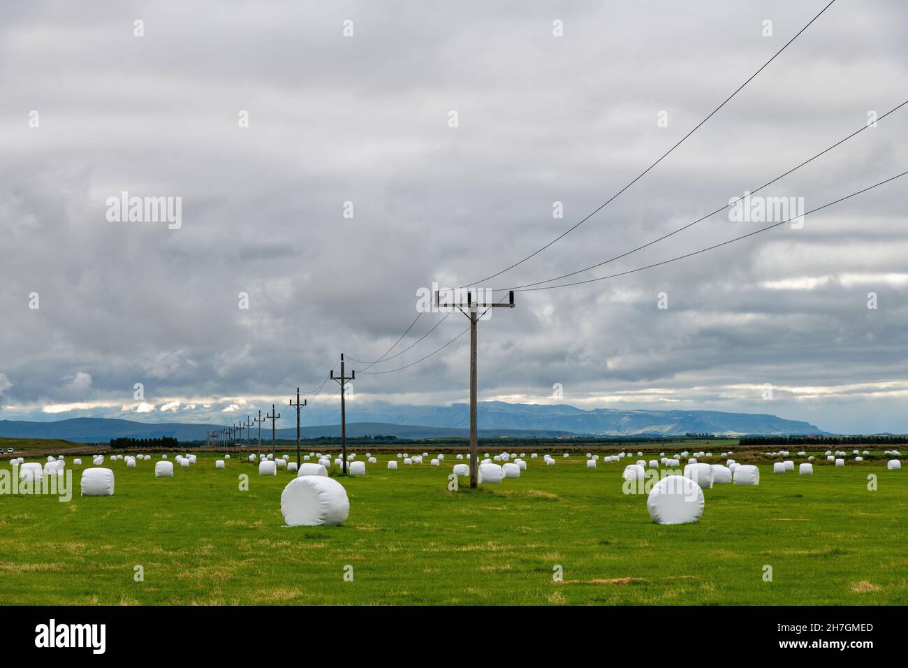 Vista panoramica di un campo in cui l'erba è appena stata raccolta ed è avvolta in plastica per l'imballaggio ad alta umidità; le balle sembrano marshmallow bianche Foto Stock