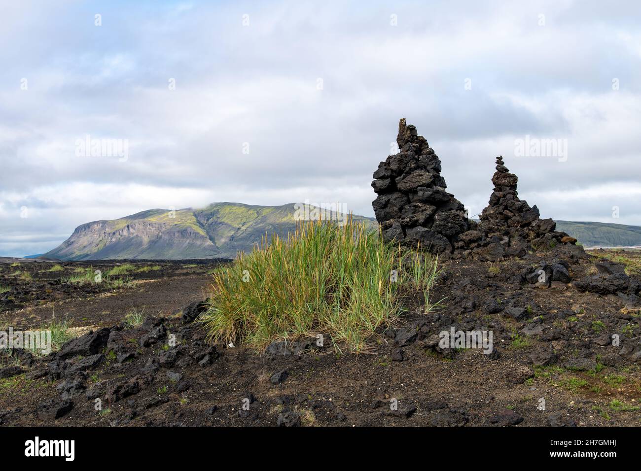 Vista ad angolo basso di alcune erbe in un paesaggio altrimenti arido di roccia lavica dal vicino vulcano Katla sull'Islanda Foto Stock
