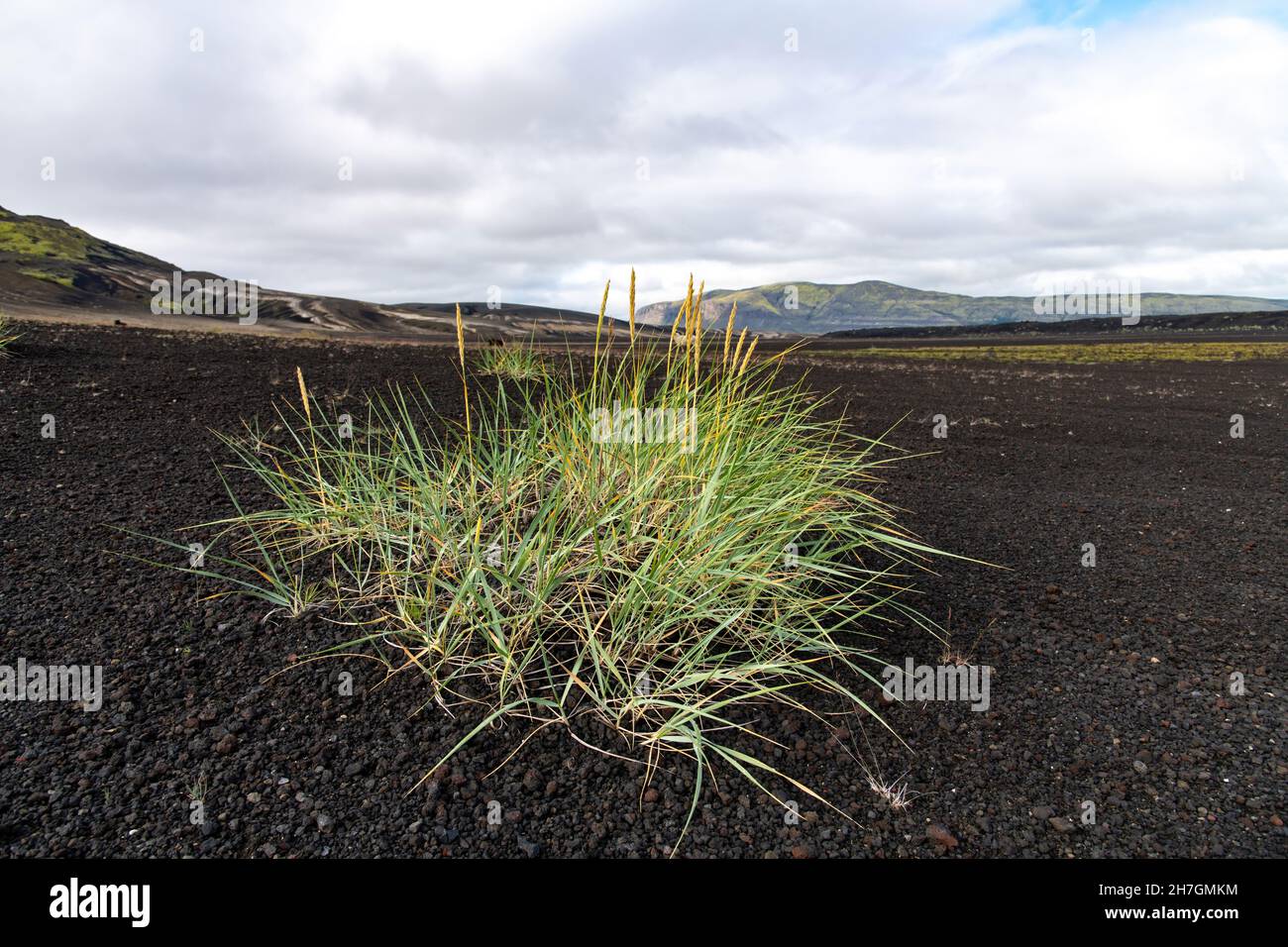 Vista ravvicinata ad angolo basso di alcune erbe in un paesaggio altrimenti arido di deserto di lava nero vicino al vulcano Katla in Islanda Foto Stock