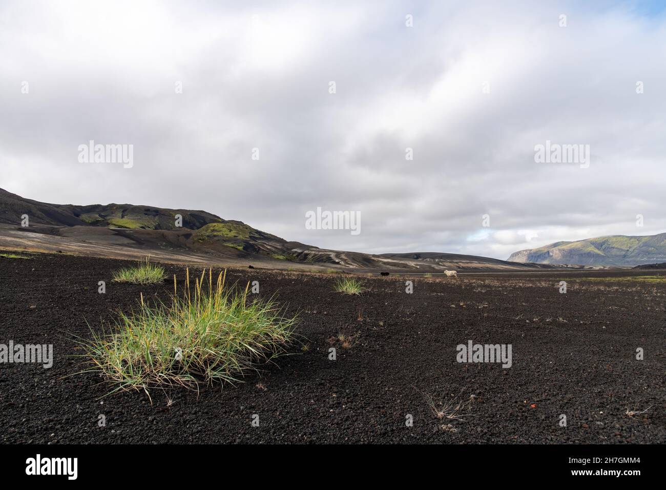 Vista ad angolo basso di alcune erbe in un paesaggio altrimenti arido di roccia lavica nera dal vicino vulcano Katla sull'Islanda con le montagne sul retro Foto Stock