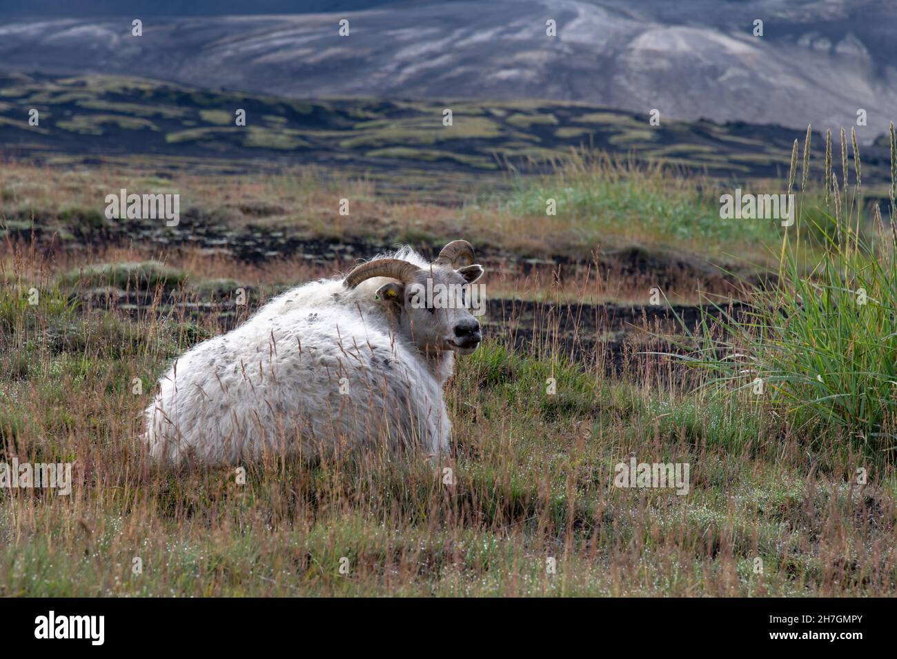 Vista ravvicinata di una pecora bianca in alcune delle zone erbose in un paesaggio altrimenti arido di roccia lavica nera dal vicino vulcano Katla Foto Stock