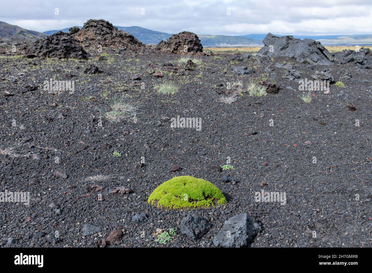 Vista ad angolo basso di un singolo punto con muschio verde brillante su una roccia in un paesaggio altrimenti arido di deserto di lava nero vicino al vulcano Katla Foto Stock