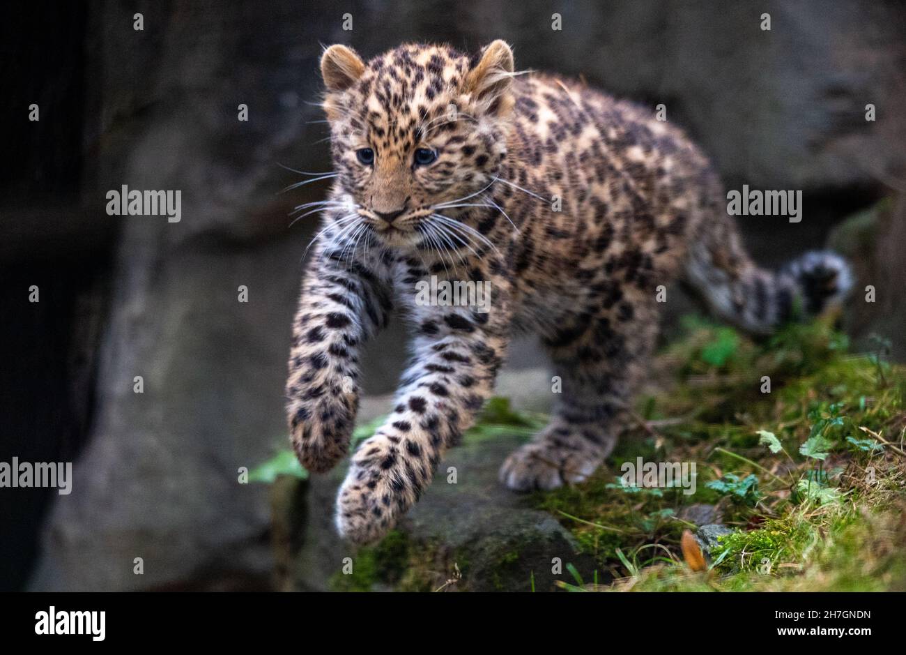 Lipsia, Germania. 23 novembre 2021. Il cub leopardo di Amur Manju esplora il recinto all'aperto dello Zoo di Lipsia. Il piccolo grande gatto è nato nel mese di settembre ed è stato aperto ai visitatori per la prima volta da lunedì (22.11.2021). Manju è ancora succhiato dalla madre, ma sta già mangiando carne e ora pesa circa 4.5 chilogrammi. In tutta Europa, il giovane animale è la prima prole delle rare specie di grandi gatti, minacciate di estinzione. Credit: Hendrik Schmidt/dpa-Zentralbild/dpa/Alamy Live News Foto Stock