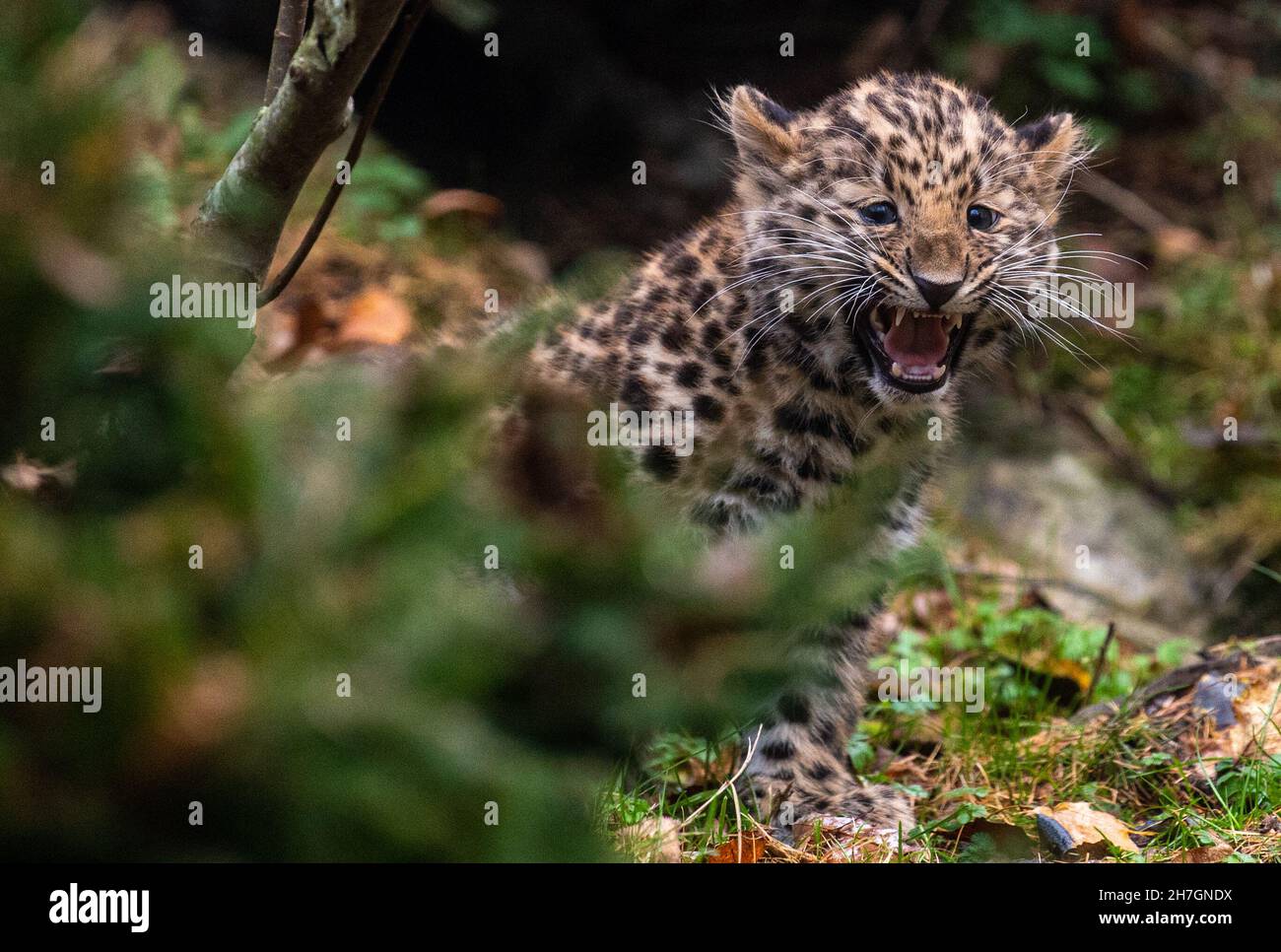 Lipsia, Germania. 23 novembre 2021. Il cub leopardo di Amur Manju esplora il recinto all'aperto dello Zoo di Lipsia. Il piccolo grande gatto è nato nel mese di settembre ed è stato aperto ai visitatori per la prima volta da lunedì (22.11.2021). Manju è ancora succhiato dalla madre, ma sta già mangiando carne e ora pesa circa 4.5 chilogrammi. In tutta Europa, il giovane animale è la prima prole delle rare specie di grandi gatti, minacciate di estinzione. Credit: Hendrik Schmidt/dpa-Zentralbild/dpa/Alamy Live News Foto Stock