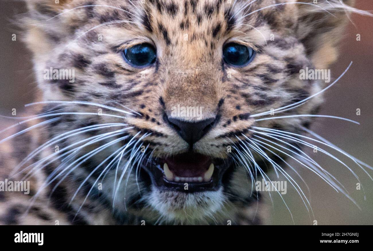 Lipsia, Germania. 23 novembre 2021. Il cub leopardo di Amur Manju esplora il recinto all'aperto dello Zoo di Lipsia. Il piccolo grande gatto è nato nel mese di settembre ed è stato aperto ai visitatori per la prima volta da lunedì (22.11.2021). Manju è ancora succhiato dalla madre, ma sta già mangiando carne e ora pesa circa 4.5 chilogrammi. In tutta Europa, il giovane animale è la prima prole delle rare specie di grandi gatti, minacciate di estinzione. Credit: Hendrik Schmidt/dpa-Zentralbild/dpa/Alamy Live News Foto Stock