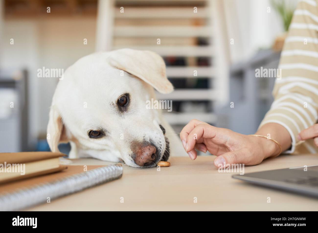 Ritratto di bianco Labrador cane rubare tratta dal tavolo, spazio copia Foto Stock